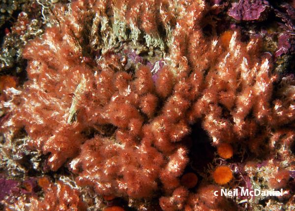 Photo of Salmacina tribranchiata by <a href="http://www.seastarsofthepacificnorthwest.info/">Neil McDaniel</a>
